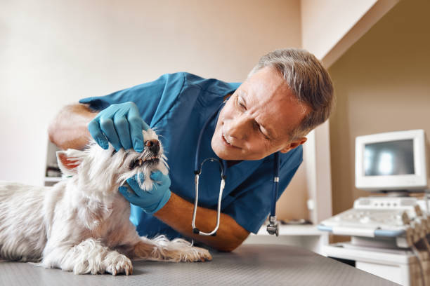 Best Emergency Tooth Extraction in Cutten, CA